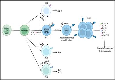 Th17 cells and inflammation in neurological disorders: Possible mechanisms of action